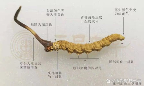 南瓜花生粥的功效网 - 花生米南瓜粥的做法,南瓜花生粥的功效和禁忌